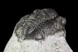 Bargain, Gerastos Trilobite Fossil - Morocco #69116-3